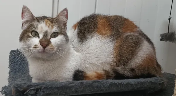 Znaleziono kota, Pieckowo, 28 marca 2025 (2/2)