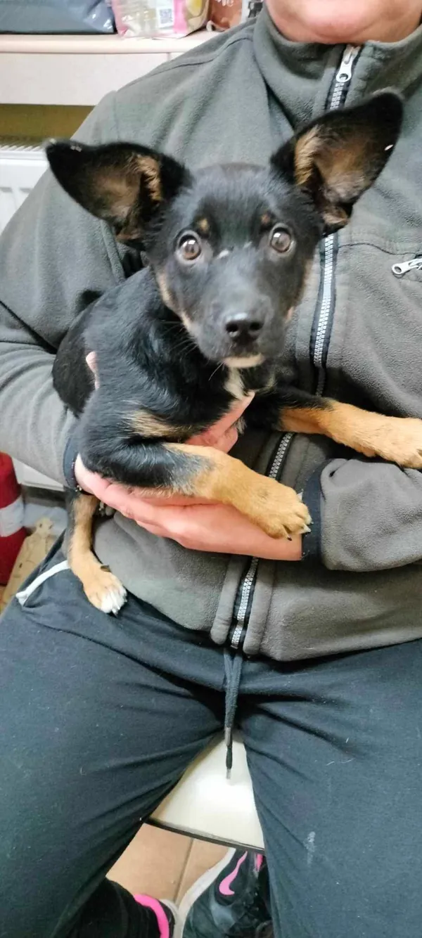 Znaleziono psa, Sosnowiec, 27 marca 2025