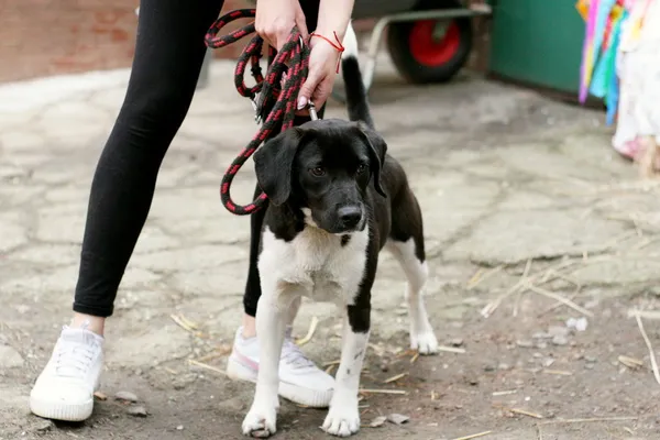 Znaleziono psa, Wałbrzych, 24 marca 2025