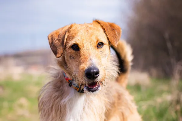 Znaleziono psa, Wałbrzych, 22 marca 2025 (1/3)