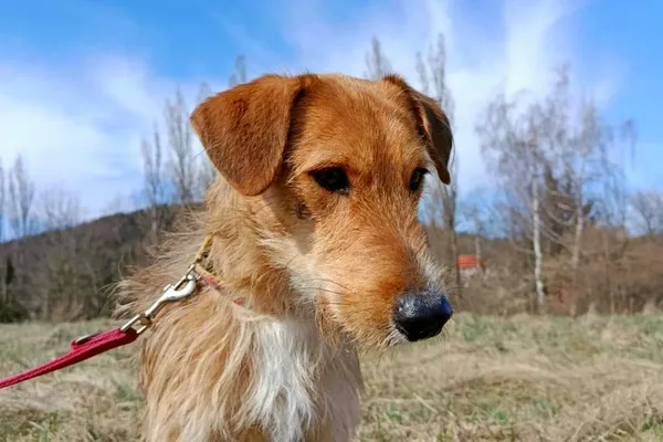 Znaleziono psa, Wałbrzych, 22 marca 2025 (2/3)