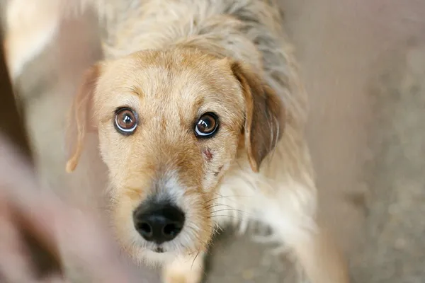 Znaleziono psa, Wałbrzych, 22 marca 2025 (3/3)