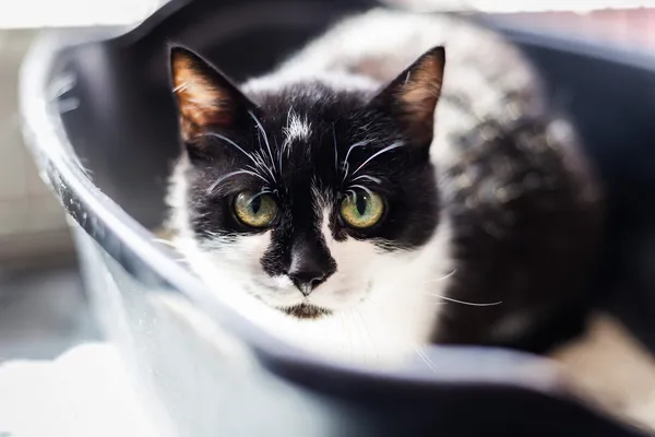 Znaleziono kota, Wałbrzych, 24 marca 2025 (1/2)