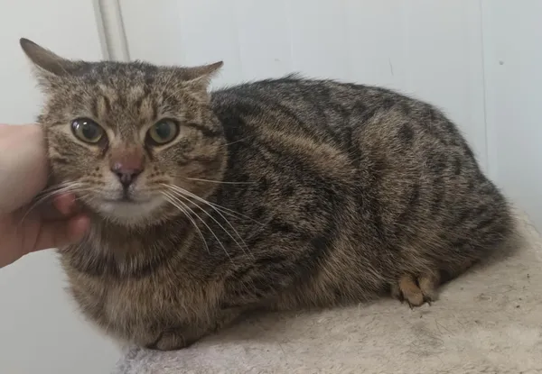 Znaleziono kota, Pieckowo, 25 marca 2025 (1/2)