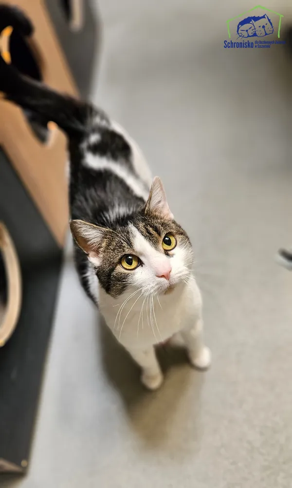 Znaleziono kota, Szczecin, 25 marca 2025 (2/4)