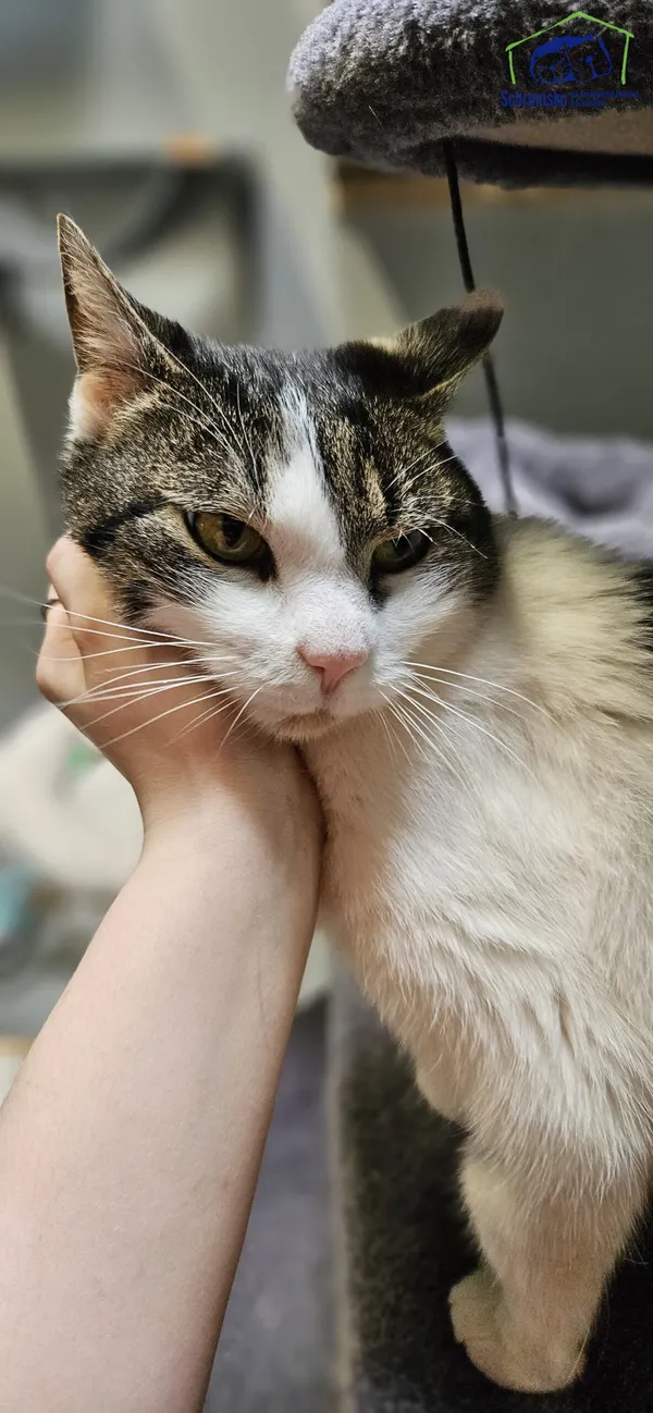 Znaleziono kota, Szczecin, 25 marca 2025 (3/4)