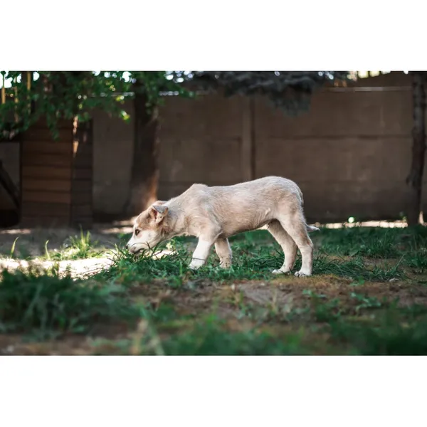 Znaleziono psa, Białystok, 22 marca 2025 (2/4)