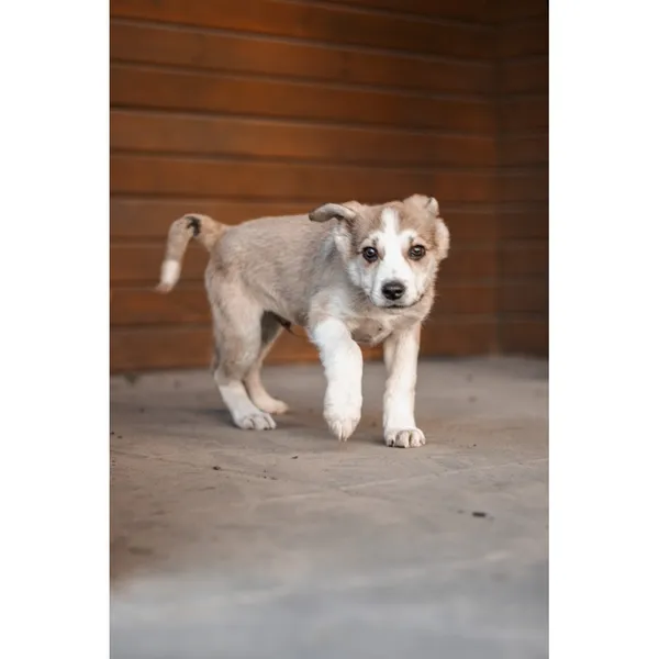 Znaleziono psa, Białystok, 22 marca 2025 (3/4)