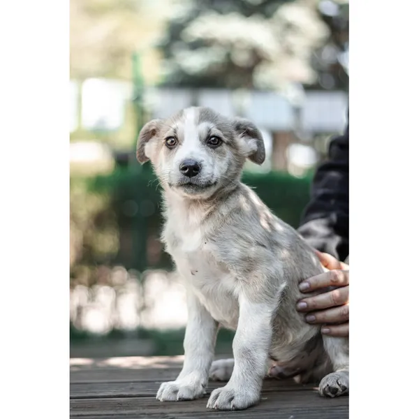 Znaleziono psa, Białystok, 22 marca 2025 (4/4)