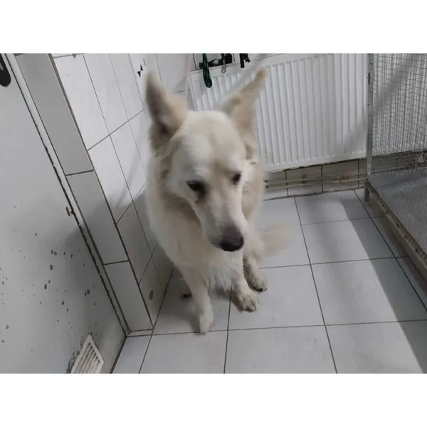 Znaleziono psa, Białystok, 23 marca 2025