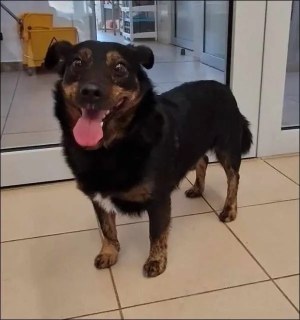 Znaleziono psa, Grudziądz, 28 marca 2025