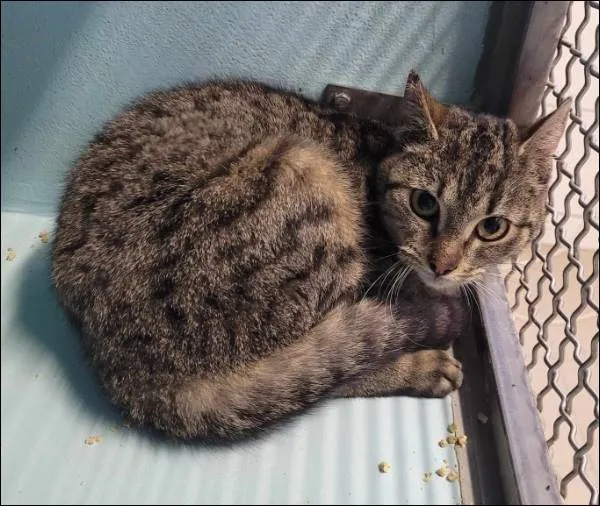 Znaleziono kota, Grudziądz, 28 marca 2025