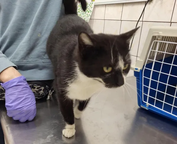 Znaleziono kota, Toruń, 27 marca 2025