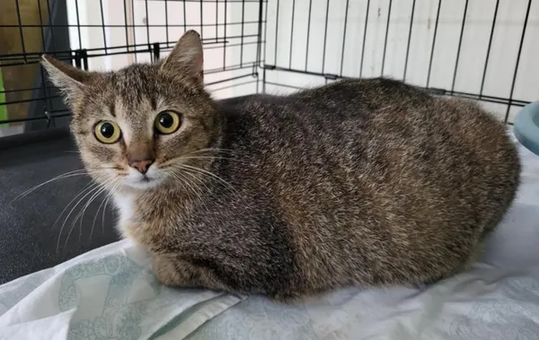 Znaleziono kota, Toruń, 27 marca 2025