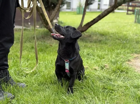 Pies do adopcji, Kraków, 13 marca 2025 (5/5)