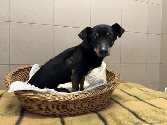 Pies do adopcji, Kraków, 13 marca 2025