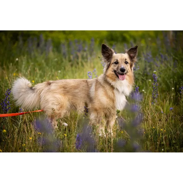 Znaleziono psa, Białystok, 28 marca 2025 (3/4)