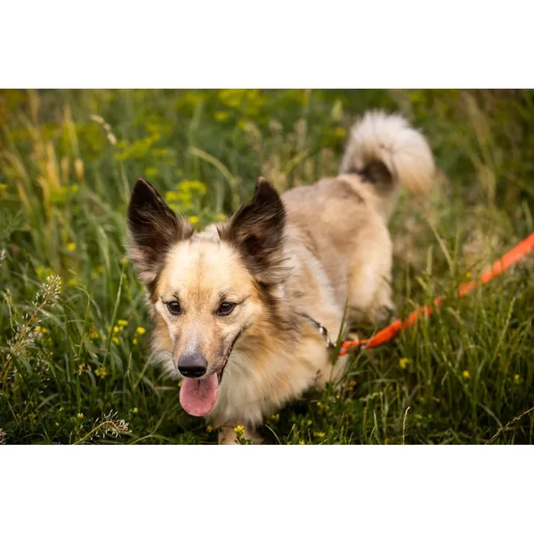 Znaleziono psa, Białystok, 28 marca 2025 (4/4)