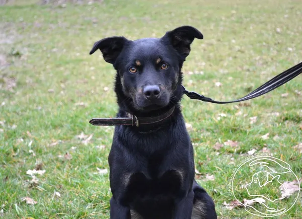 Pies do adopcji, Chełmek, 11 marca 2025