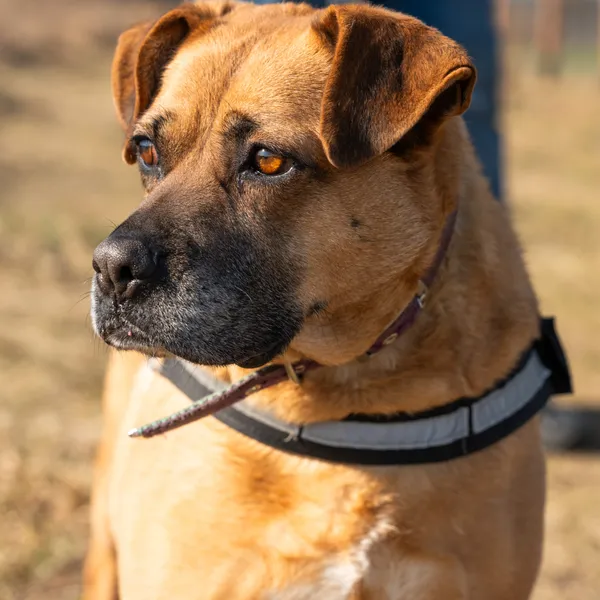 Oddam psa, Warszawa, Czerniaków, 29 marca 2025 (1/5)