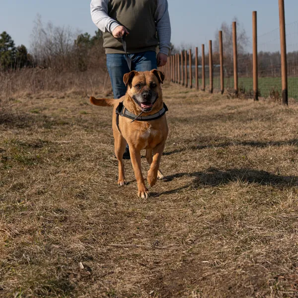 Oddam psa, Warszawa, Czerniaków, 29 marca 2025 (2/5)