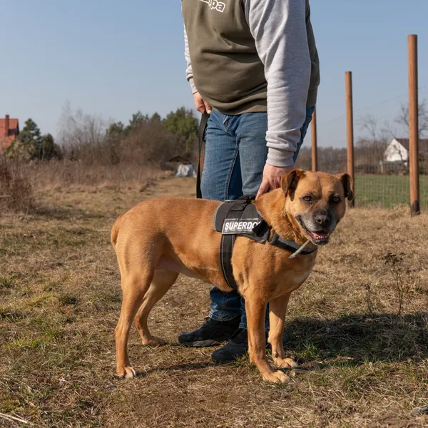 Oddam psa, Warszawa, Czerniaków, 29 marca 2025 (3/5)