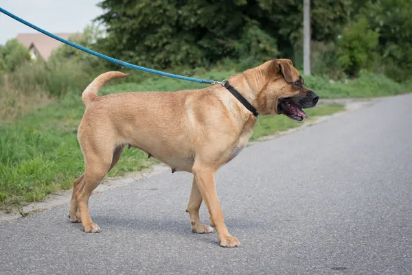 Oddam psa, Warszawa, Czerniaków, 29 marca 2025 (4/5)