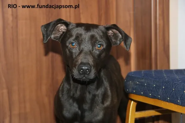 Pies do adopcji, Nowy Dwór Mazowiecki, 28 marca 2025 (1/5)