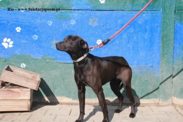 Pies do adopcji, Nowy Dwór Mazowiecki, 28 marca 2025 (2/5)