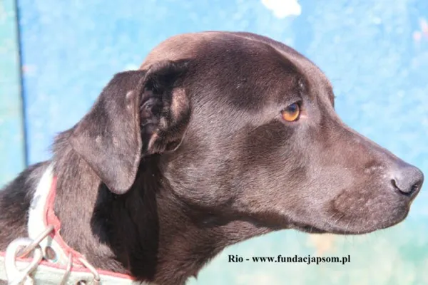 Pies do adopcji, Nowy Dwór Mazowiecki, 28 marca 2025 (5/5)