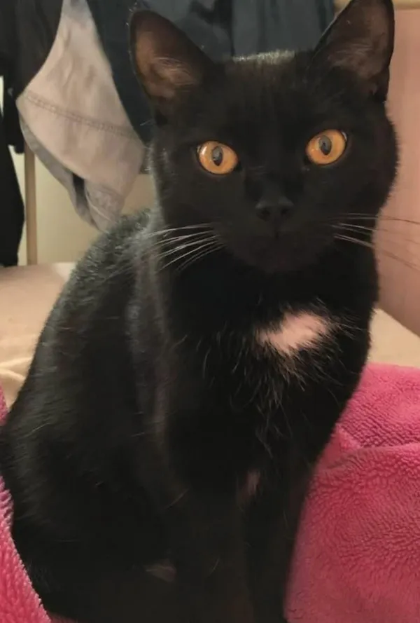 Zaginął kot, Łódź, 28 marca 2025