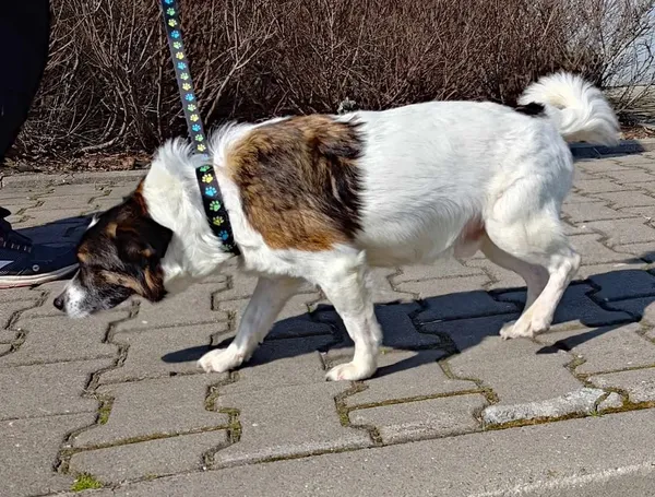 Znaleziono psa, Lublin, 28 marca 2025