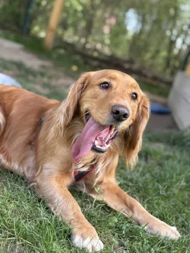 Pies do adopcji, Kraków, 14 marca 2025 (1/5)