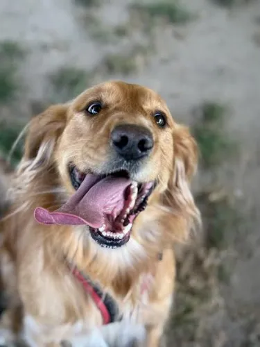 Pies do adopcji, Kraków, 14 marca 2025 (2/5)