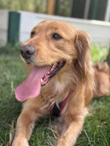 Pies do adopcji, Kraków, 14 marca 2025 (3/5)