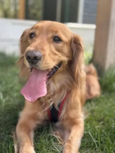 Pies do adopcji, Kraków, 14 marca 2025 (4/5)