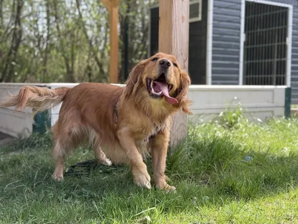 Pies do adopcji, Kraków, 14 marca 2025 (5/5)