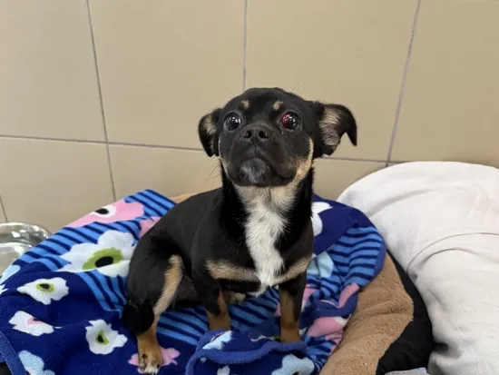 Pies do adopcji, Kraków, 28 marca 2025