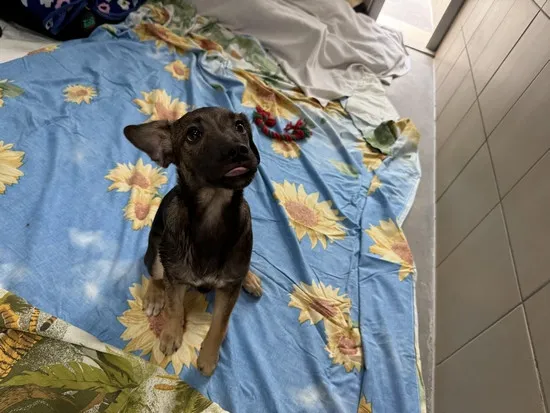 Pies do adopcji, Kraków, 28 marca 2025