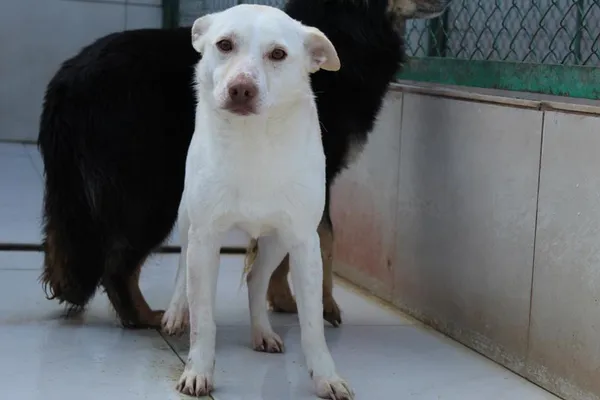 Pies do adopcji, Bełchatów, 29 października 2024 (1/4)