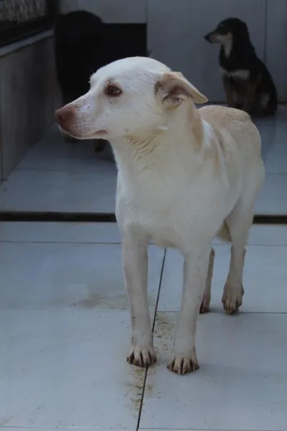 Pies do adopcji, Bełchatów, 29 października 2024 (2/4)