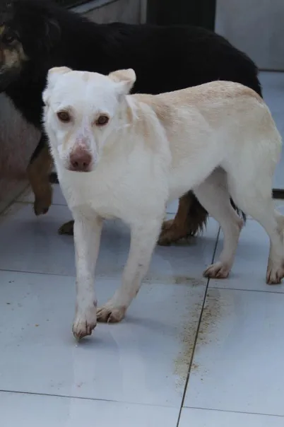 Pies do adopcji, Bełchatów, 29 października 2024 (3/4)