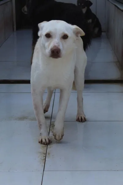 Pies do adopcji, Bełchatów, 29 października 2024 (4/4)