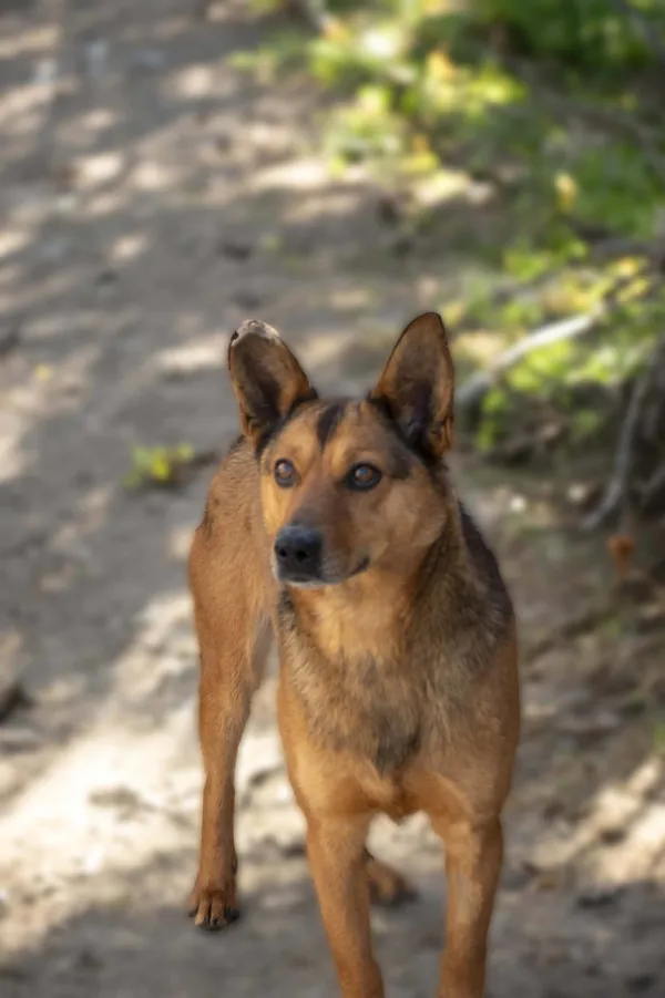 Pies do adopcji, Bełchatów, 29 grudnia 2024 (2/4)