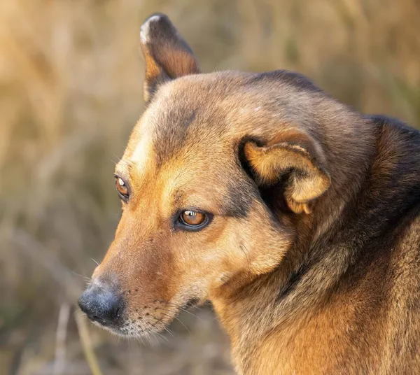 Pies do adopcji, Bełchatów, 29 grudnia 2024 (3/4)