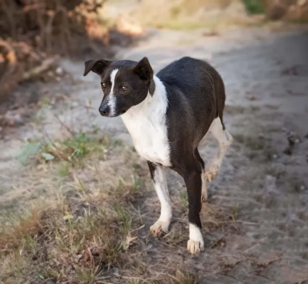 Pies do adopcji, Bełchatów, 25 listopada 2024 (2/3)