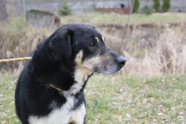 Pies do adopcji, Bełchatów, 26 października 2022 (4/5)