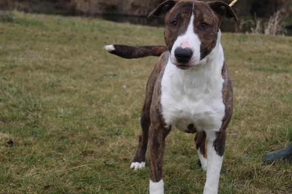 Pies do adopcji, Bełchatów, 29 maja 2022 (3/5)