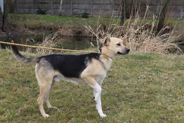 Pies do adopcji, Bełchatów, 17 stycznia 2024 (5/5)