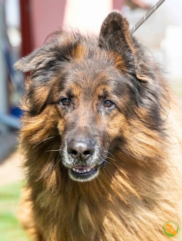 Znaleziono psa, Skałowo, 28 marca 2025 (1/3)